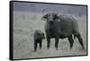 African Buffalo and Calf-Arthur Morris-Framed Stretched Canvas