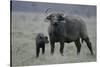 African Buffalo and Calf-Arthur Morris-Stretched Canvas