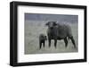 African Buffalo and Calf-Arthur Morris-Framed Photographic Print