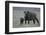 African Buffalo and Calf-Arthur Morris-Framed Photographic Print