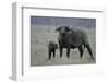 African Buffalo and Calf-Arthur Morris-Framed Photographic Print