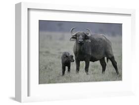 African Buffalo and Calf-Arthur Morris-Framed Photographic Print