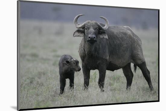 African Buffalo and Calf-Arthur Morris-Mounted Photographic Print