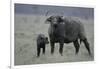 African Buffalo and Calf-Arthur Morris-Framed Photographic Print