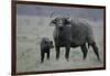 African Buffalo and Calf-Arthur Morris-Framed Photographic Print