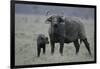 African Buffalo and Calf-Arthur Morris-Framed Photographic Print