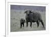 African Buffalo and Calf-Arthur Morris-Framed Photographic Print