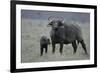 African Buffalo and Calf-Arthur Morris-Framed Photographic Print