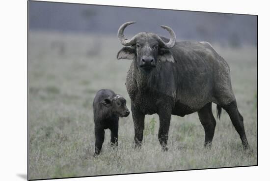 African Buffalo and Calf-Arthur Morris-Mounted Photographic Print