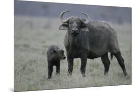 African Buffalo and Calf-Arthur Morris-Mounted Photographic Print