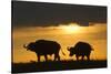 African Buffalo at Sunset-Joe McDonald-Stretched Canvas