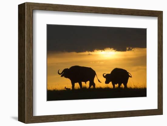 African Buffalo at Sunset-Joe McDonald-Framed Photographic Print