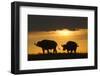 African Buffalo at Sunset-Joe McDonald-Framed Photographic Print