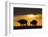 African Buffalo at Sunset-Joe McDonald-Framed Photographic Print