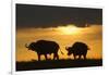 African Buffalo at Sunset-Joe McDonald-Framed Photographic Print