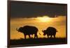 African Buffalo at Sunset-Joe McDonald-Framed Photographic Print