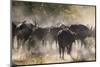 African buffalo (Cape Buffalo) (Syncerus caffer), Bushman Plains, Okavango Delta, Botswana-Gary Cook-Mounted Photographic Print