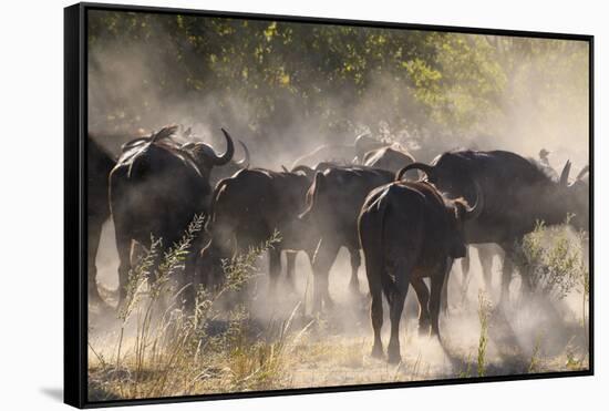 African buffalo (Cape Buffalo) (Syncerus caffer), Bushman Plains, Okavango Delta, Botswana-Gary Cook-Framed Stretched Canvas