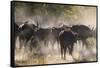 African buffalo (Cape Buffalo) (Syncerus caffer), Bushman Plains, Okavango Delta, Botswana-Gary Cook-Framed Stretched Canvas