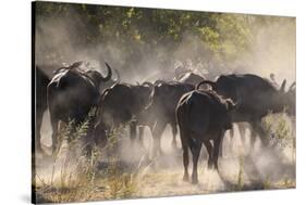 African buffalo (Cape Buffalo) (Syncerus caffer), Bushman Plains, Okavango Delta, Botswana-Gary Cook-Stretched Canvas