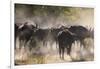 African buffalo (Cape Buffalo) (Syncerus caffer), Bushman Plains, Okavango Delta, Botswana-Gary Cook-Framed Photographic Print