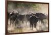 African buffalo (Cape Buffalo) (Syncerus caffer), Bushman Plains, Okavango Delta, Botswana-Gary Cook-Framed Photographic Print