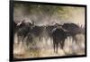 African buffalo (Cape Buffalo) (Syncerus caffer), Bushman Plains, Okavango Delta, Botswana-Gary Cook-Framed Photographic Print