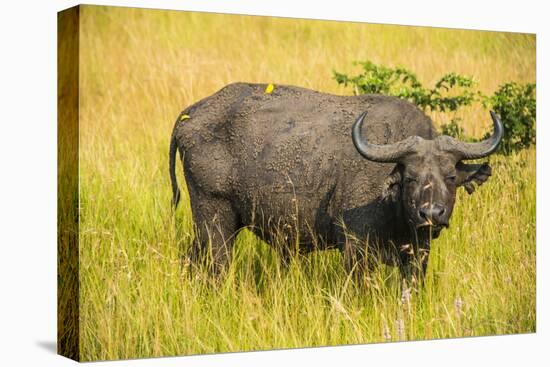 African Buffalo (Cape Buffalo) (Syncerus Caffer)-Michael-Stretched Canvas