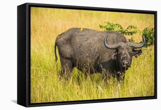 African Buffalo (Cape Buffalo) (Syncerus Caffer)-Michael-Framed Stretched Canvas