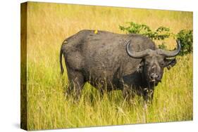 African Buffalo (Cape Buffalo) (Syncerus Caffer)-Michael-Stretched Canvas