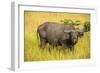 African Buffalo (Cape Buffalo) (Syncerus Caffer)-Michael-Framed Photographic Print