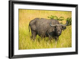 African Buffalo (Cape Buffalo) (Syncerus Caffer)-Michael-Framed Photographic Print