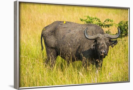 African Buffalo (Cape Buffalo) (Syncerus Caffer)-Michael-Framed Photographic Print