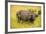 African Buffalo (Cape Buffalo) (Syncerus Caffer)-Michael-Framed Photographic Print