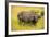 African Buffalo (Cape Buffalo) (Syncerus Caffer)-Michael-Framed Photographic Print