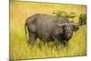 African Buffalo (Cape Buffalo) (Syncerus Caffer)-Michael-Mounted Photographic Print