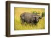 African Buffalo (Cape Buffalo) (Syncerus Caffer)-Michael-Framed Photographic Print