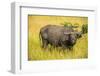 African Buffalo (Cape Buffalo) (Syncerus Caffer)-Michael-Framed Photographic Print