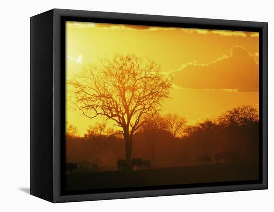 African Buffalo, Feeding at Sunset, Hwange National Park, Zimbabwe-Pete Oxford-Framed Stretched Canvas