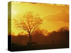 African Buffalo, Feeding at Sunset, Hwange National Park, Zimbabwe-Pete Oxford-Stretched Canvas