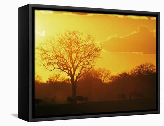 African Buffalo, Feeding at Sunset, Hwange National Park, Zimbabwe-Pete Oxford-Framed Stretched Canvas