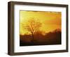 African Buffalo, Feeding at Sunset, Hwange National Park, Zimbabwe-Pete Oxford-Framed Premium Photographic Print