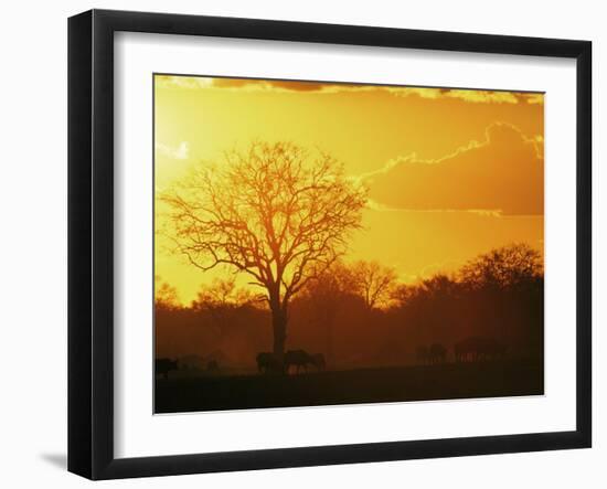 African Buffalo, Feeding at Sunset, Hwange National Park, Zimbabwe-Pete Oxford-Framed Premium Photographic Print