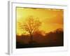 African Buffalo, Feeding at Sunset, Hwange National Park, Zimbabwe-Pete Oxford-Framed Photographic Print