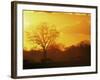 African Buffalo, Feeding at Sunset, Hwange National Park, Zimbabwe-Pete Oxford-Framed Photographic Print