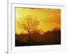 African Buffalo, Feeding at Sunset, Hwange National Park, Zimbabwe-Pete Oxford-Framed Photographic Print