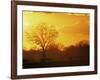 African Buffalo, Feeding at Sunset, Hwange National Park, Zimbabwe-Pete Oxford-Framed Photographic Print