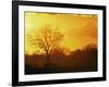 African Buffalo, Feeding at Sunset, Hwange National Park, Zimbabwe-Pete Oxford-Framed Photographic Print