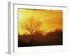 African Buffalo, Feeding at Sunset, Hwange National Park, Zimbabwe-Pete Oxford-Framed Photographic Print