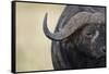 African Buffalo in Masai Mara National Reserve-Paul Souders-Framed Stretched Canvas